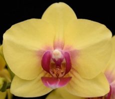 Phal. Pengbo Asahi