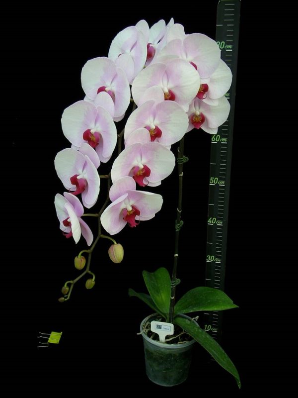 Phal. Younghome Pink Lady：圖片 2