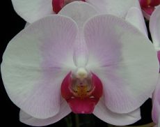 Phal. Younghome Pink Lady
