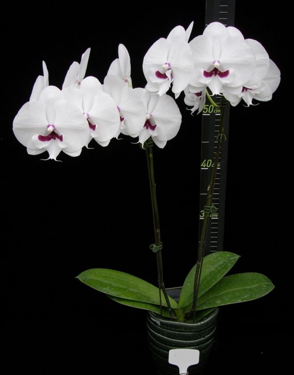 Phal. Younghome Gentleman：圖片 2