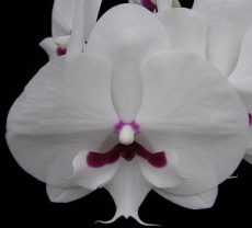 Phal. Younghome Gentleman