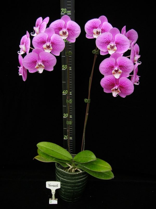 Phal. Younghome Sunshine：圖片 2