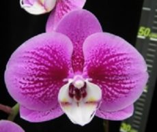Phal. Younghome Sunshine