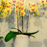 Phal. Dragon Tree Mask：圖片 2
