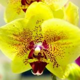 Phal. Dragon Tree Mask