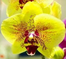 Phal. Dragon Tree Mask
