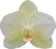 Phal. I-Hsin "2378"