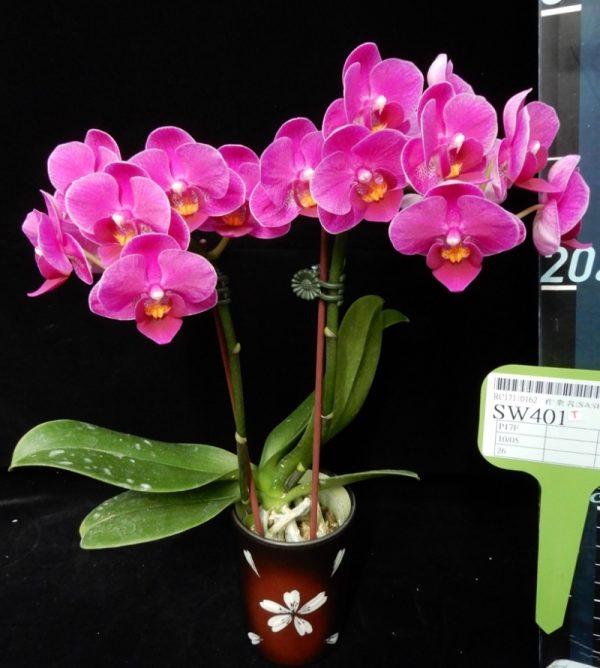 Phal. Younghome "SW401"：圖片 2
