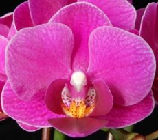 Phal. Younghome "SW401"