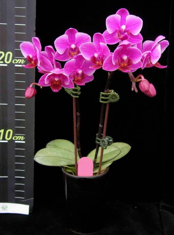 Phal. Younghome Pixie：圖片 2