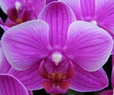 Phal. Younghome Pixie