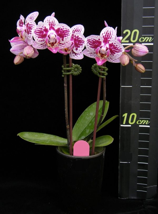 Phal. Younghome Summer "122"：圖片 2