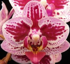 Phal. Younghome Summer "122"