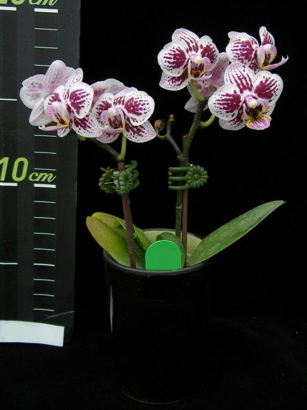 Phal. Younghome Summer "161"：圖片 2