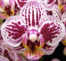 Phal. Younghome Summer "161"