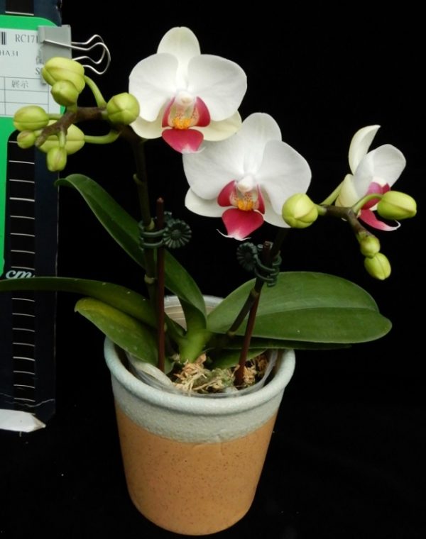 Phal. Younghome Pink Panther：圖片 2