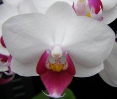 Phal. Younghome Pink Panther