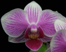 Phal. Younghome Banbi
