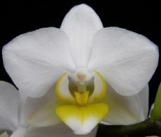Phal. Younghome Godspeed