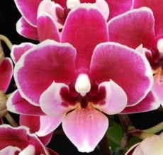 Phal. Younghome "5149"