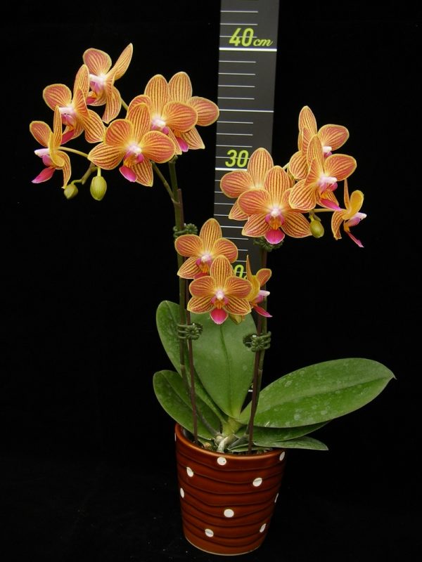 Phal. Chingruey's Goldstaff "Fortune"：圖片 2