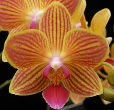 Phal. Chingruey's Goldstaff "Fortune"
