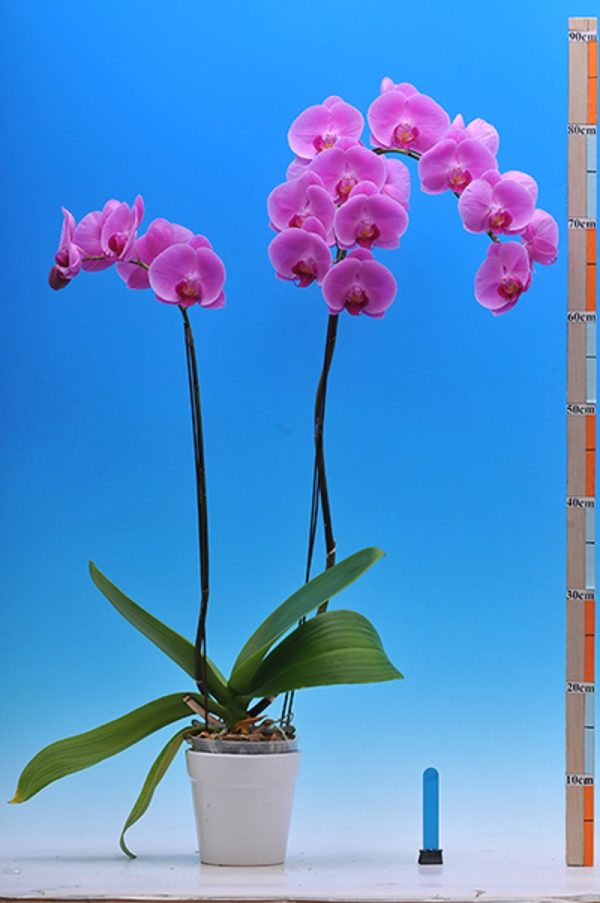 Dtps. I-Hsin Cinderella "2308"：圖片 3