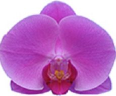 Dtps. I-Hsin Cinderella "2308"