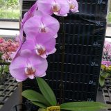 Phal. Younghome San Diego "4130"：圖片 2