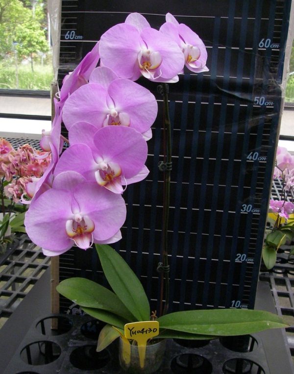 Phal. Younghome San Diego "4130"：圖片 2