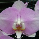 Phal. Younghome San Diego "4130"