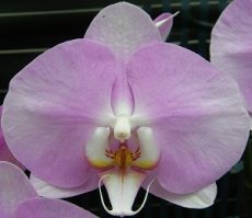 Phal. Younghome San Diego "4130"
