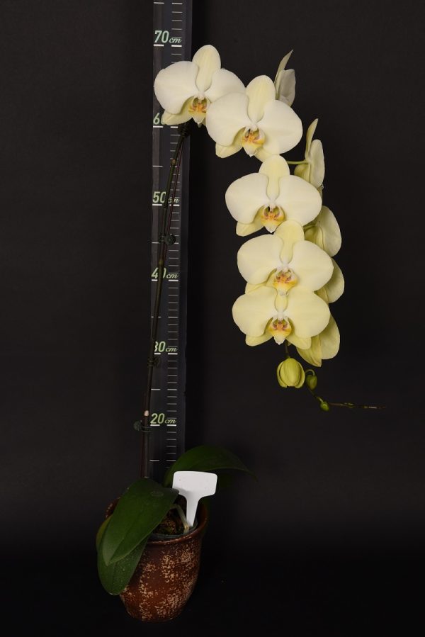 Phal. Younghome Golden "446"：圖片 3