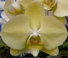 Phal. Younghome Golden "446"