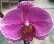 Dtps. Jiuhbao Beach Star