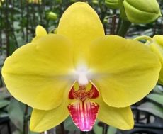 Phal. Lioulin Giant