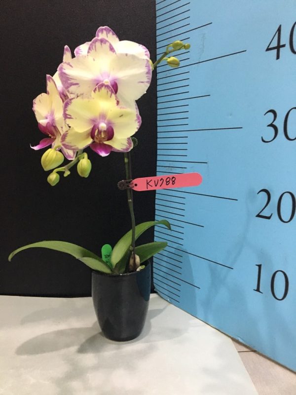 Dtps. P B Sunrise：圖片 2