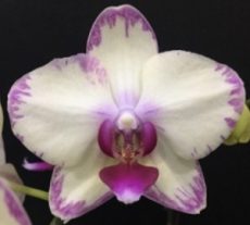 Dtps. P B Sunrise