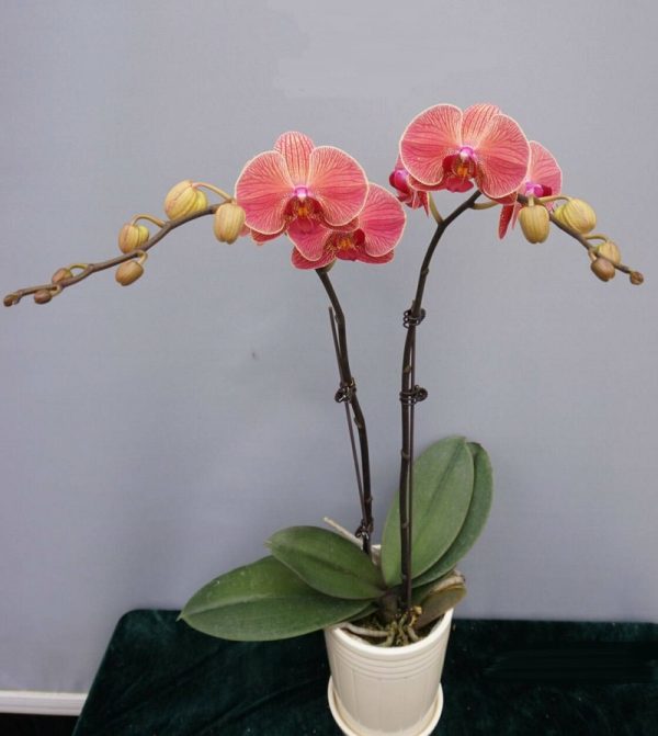 Dtps. Jiuhbao Orange：圖片 3