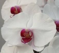 Dtps. Jiuhbao Platinum Necklace