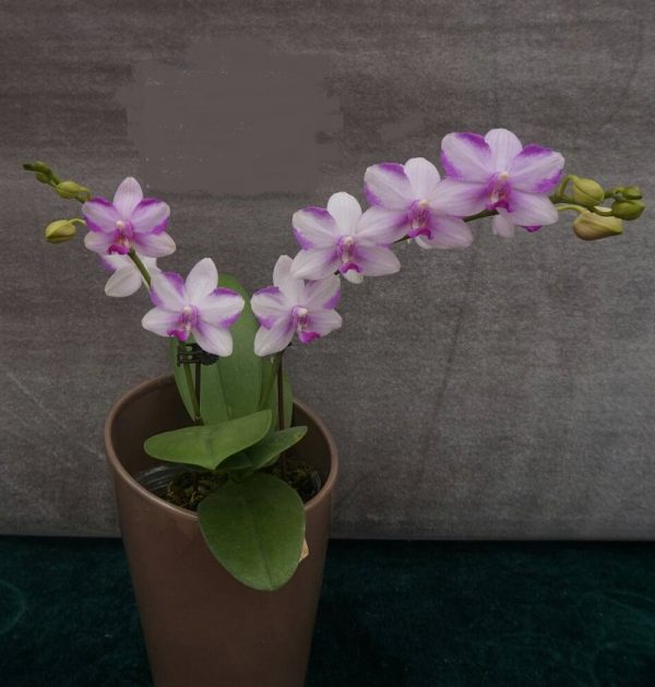 Dtps. Jiuhbao Purple Crystal：圖片 3