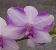 Dtps. Jiuhbao Purple Crystal
