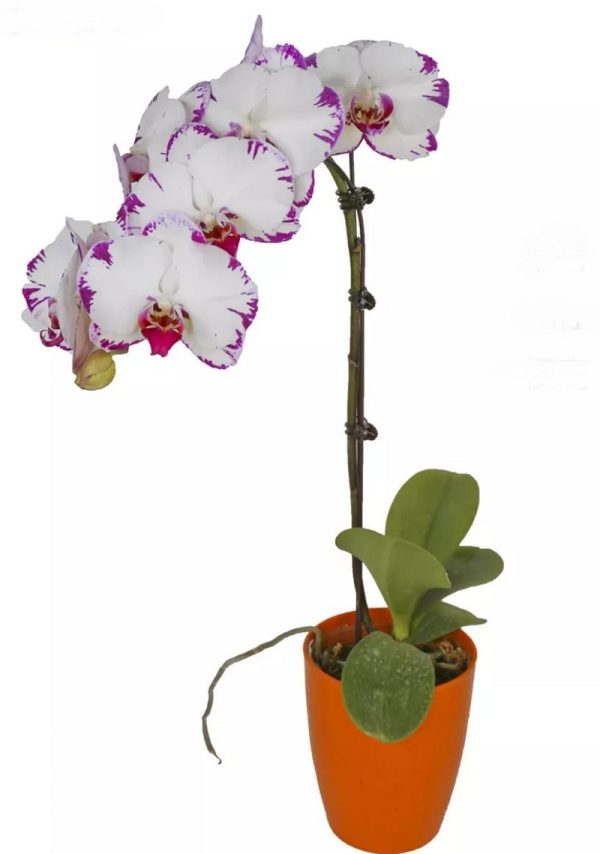 Phal. Champion White Lighting：圖片 3