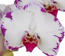 Phal. Champion White Lighting