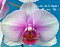 Phal. Taisuco Overmatch