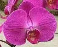Phal. Redangel "32"