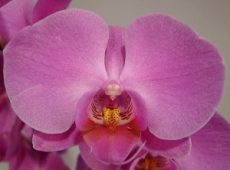 Phal. Pink Twillight
