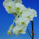 Phal. Morning Moon X Phal. Kinuno Taiyo "696"：圖片 2