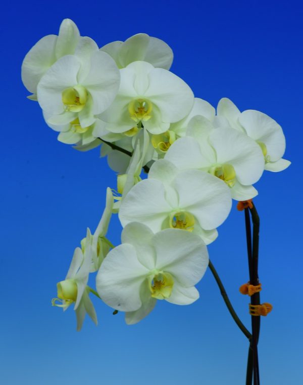 Phal. Morning Moon X Phal. Kinuno Taiyo "696"：圖片 2