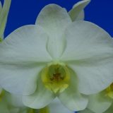 Phal. Morning Moon X Phal. Kinuno Taiyo "696"